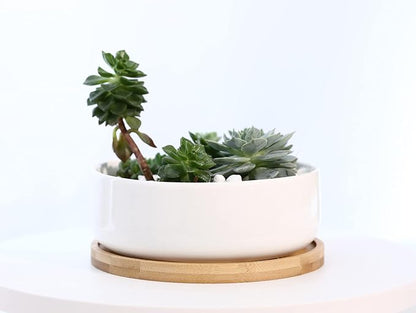 LANKER 6.3 Inch Round White Ceramic Succulent Planter Pot Decorative Cactus Plant Pot Flower Container with Bamboo Tray (Round 6.3Inch)