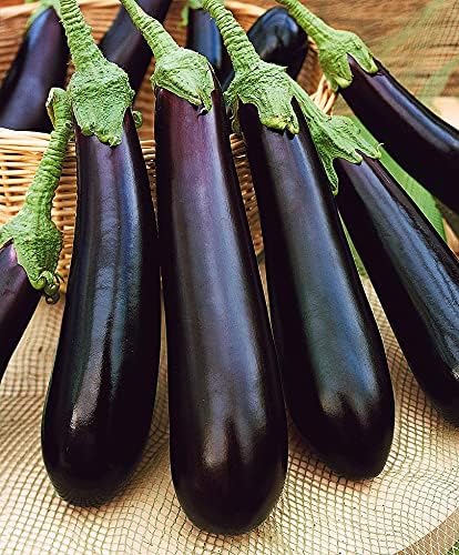 Seeds Vegetable Black Eggplant Long Pop - 30 Seeds