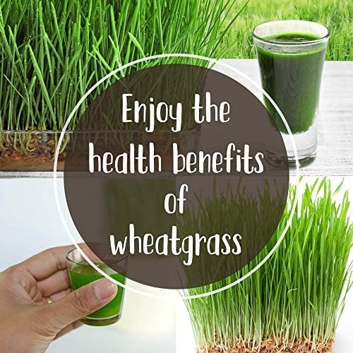 Organic Cat Grass Seeds – Non-GMO Hard Red Wheatgrass Seeds for Cats, Dogs, Rabbits – Grows in Cat Grass Kits – 12 oz