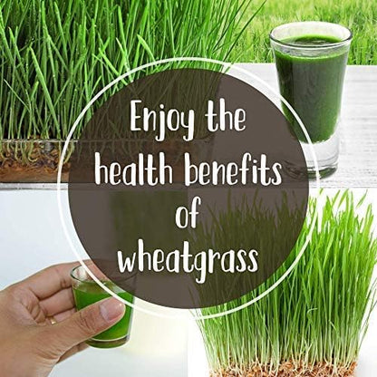 Organic Cat Grass Seeds – Non-GMO Hard Red Wheatgrass Seeds for Cats, Dogs, Rabbits – Grows in Cat Grass Kits – 12 oz