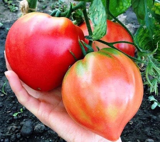 Seeds Red Beefsteak Tomato Giant Bulls Heart Determinate Non GMO Vegetable for Planting