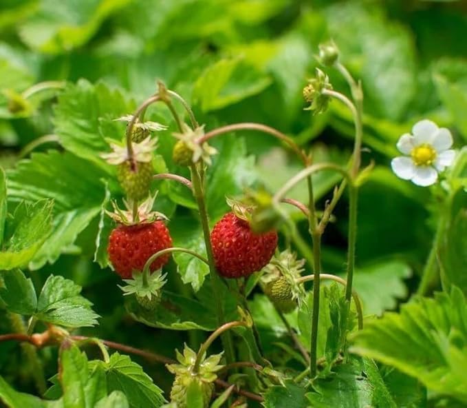 250+ Wild Strawberry Seeds Fragaria Vesca Fresh Fruits Garden Planting