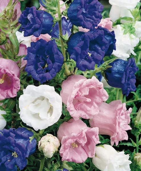 Seeds Canterbury Bells Double Mix Biennial Flowers