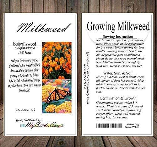 Big Pack - (1,000) Butterflyweed Milkweed Seeds, Asclepias tuberosa (Big Pack Butterflyweed Milkweed)