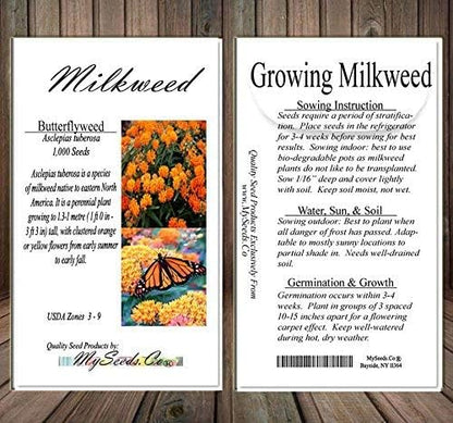 Big Pack - (1,000) Butterflyweed Milkweed Seeds, Asclepias tuberosa (Big Pack Butterflyweed Milkweed)
