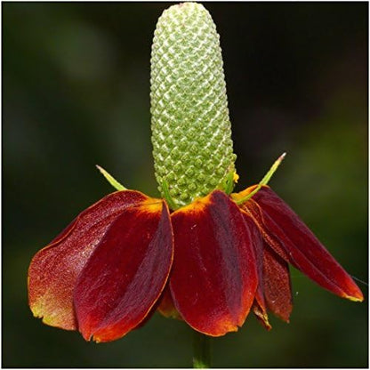 Seed Needs Perennial Wildflower Seed Mix | 2 Ounce 30,000+ Seeds 16 Species Perennial Seeds for Planting | Pollinator Garden Favorites Include Lupine, Blanket Flower, Black Eyed Susans | Bulk