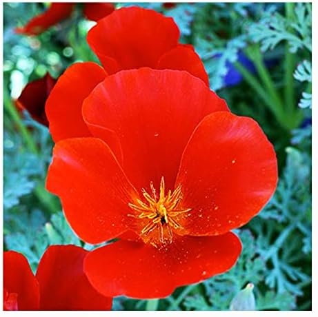California Dreaming Mix of California Poppy Seeds .- Approximately 6,000 Seeds - Non GMO