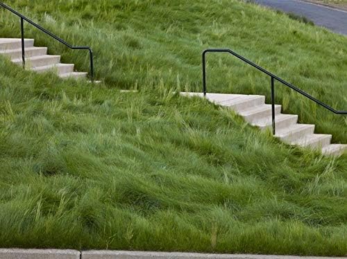 Creeping Red Fine Fescue Seed by Eretz (5lb) - Choose Size! Willamette Valley Oregon Grown, No Fillers, No Weed or Other Crop Seeds, Premium Shade Grass Seed.