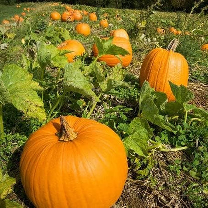 Eden Brothers Pumpkin Seeds - Howdens Field Non-GMO Seeds for Planting, Packet | High-Yielding, Fast Growing Vegetable Seeds, Plant During Warm Season, Zones 3, 4, 5, 6, 7, 8, 9, 10