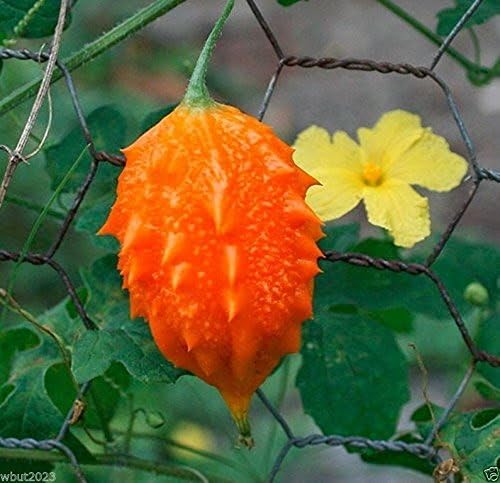 JAMAICAN CERASEE SEEDS- Bitter Melon-bitter Gourd,Use As Vegetable & Herb(25 Seeds)
