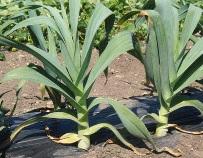 Seeds Leek Fall Giant - Organic