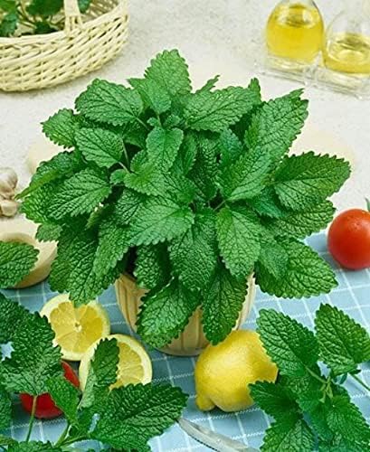 Seeds Lemon Balm Melissa Herbs Heirloom for Planting Non GMO