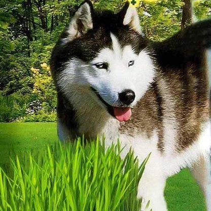 Seeds Grass for Dogs Non GMO Heirloom 1500 Seeds