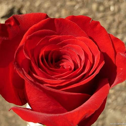 100+ Rare Rose Seeds Mixed Colors Flowers Garden Planting