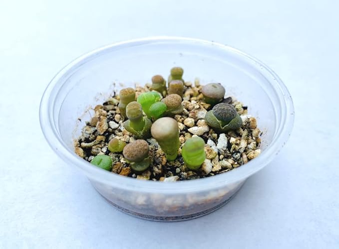 Lithops Aucampiae 20 Seeds Freshly Harvest with a Mini Live Lithops and Germination Kit