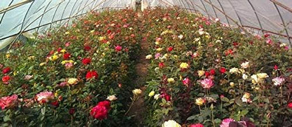 100+ Rare Rose Seeds Mixed Colors Flowers Garden Planting