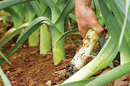 Seeds Leek Autumn Giant Onion - Heirloom Vegetable - GMO Free