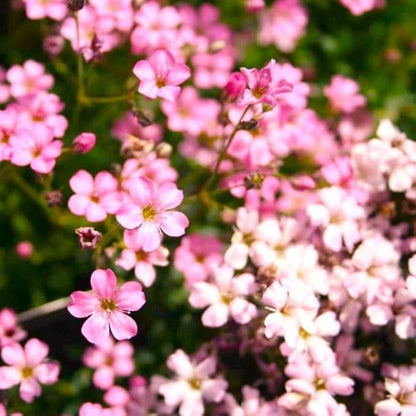 Seeds Pink Creeping Baby's Breath 1000+ Seeds to Grow Perennial Spreading Gypsophila Perfect Groundcover or Cascade Over Walls