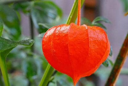 100PCS Cape Gooseberry Seeds Large Fruit Goldenberry Berry Seeds