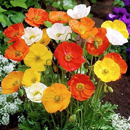 Seeds Oriental Poppy Mix Papaver Perennial Flowers for Planting 1000 Seeds