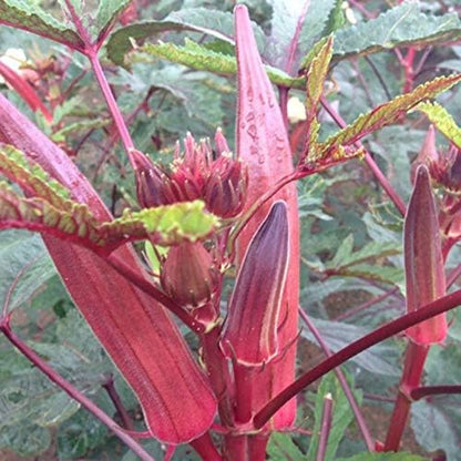 Seeds Alabama Red Okra (Bamia, Lady Finger) Heirloom Vegetable Non GMO