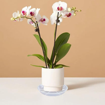 4 inch Plant Saucers, 6 Pack Clear Plant Trays, 5" (5.5" top diameter) Durable Round Plastic Flower Plant Water Drip Tray for Pots Planter, Plant Dish Pant Plate to Catch Water for Indoor & Outdoor