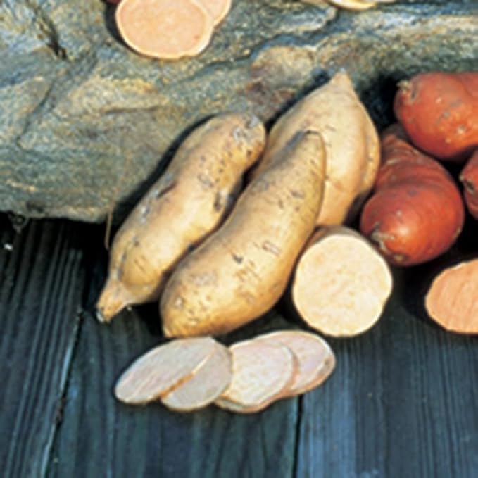 Generic 50pcs Sweet Potato Vegetable Seeds Brown White