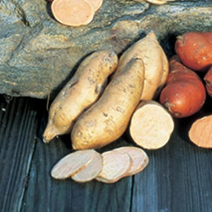 Generic 50pcs Sweet Potato Vegetable Seeds Brown White