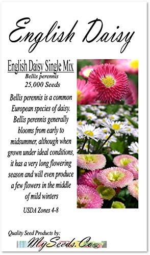 Big Pack - English Daisy Mixed Seed (25,000+) - Bellis perennis Long Flowering Season - Edible Flower Seeds (Big Pack - English Daisy Mix)