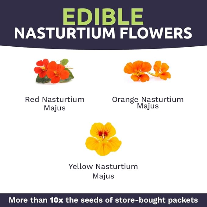 Nasturtium Seeds – Mixed Colors – Bulk Quarter Pound Bag – Over 900 Open Pollinated Non-GMO Flower Seeds – Tropaeolum majus