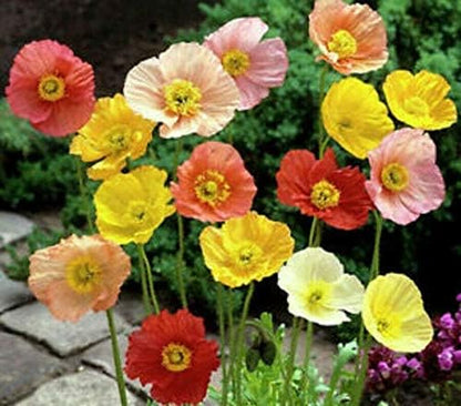 Seeds Oriental Poppy Mix Papaver Perennial Flowers for Planting 1000 Seeds