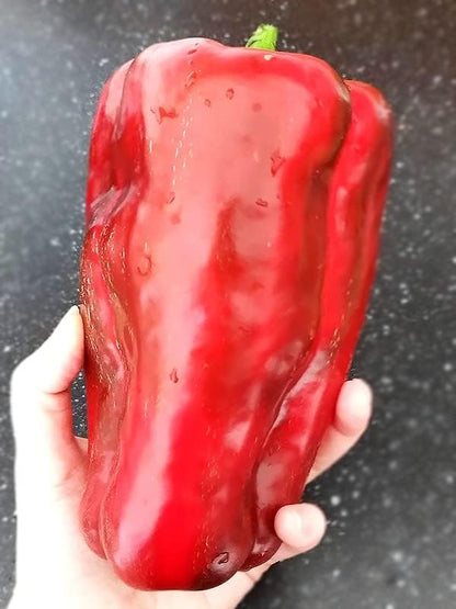 Seeds Sweet Bell Pepper Red Giant Non GMO Heirloom