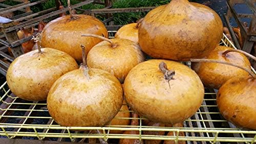 Corsican Gourd Seeds – Hard-Shelled Basket Type Gourds with Thick Walls | Liliana's Garden |