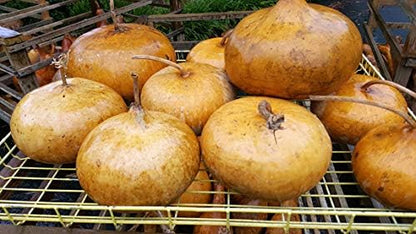 Corsican Gourd Seeds – Hard-Shelled Basket Type Gourds with Thick Walls | Liliana's Garden |