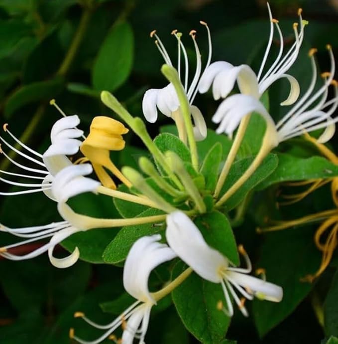 Honeysuckle Vine Seeds Native Perennial White Honeysuckle Bush Climbing Plant 100pcs