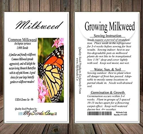Big Pack - (1,000) Pink Common Milkweed Seeds, Asclepias syriaca (Big Pack Common Milkweed)