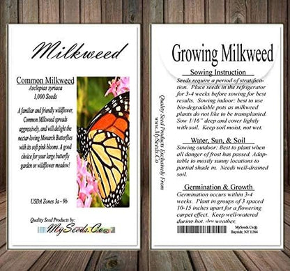 Big Pack - (1,000) Pink Common Milkweed Seeds, Asclepias syriaca (Big Pack Common Milkweed)