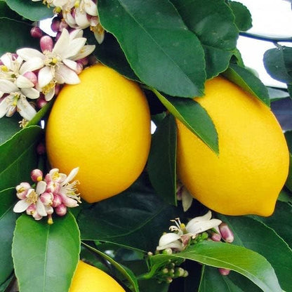 Grow Like a Pro: Gardenera's Lemon Tree Potting Mix - The Key to Luscious, Healthy Citrus Limon Trees [20 Quart Bag]