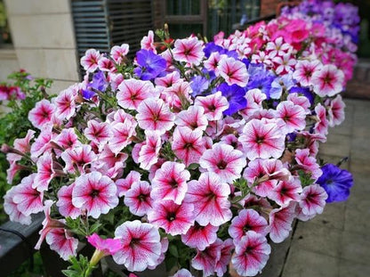300+ Petunia Balcony Mix Flower Seeds Dwarf Petunia Container Plant Fragrant Colorful Grandiflora Flowers Plant for Garden