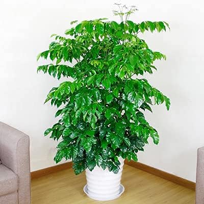 6 Pack of 12 inch Plant Saucer, Plastic Plant Saucer 12" Round, Plant Saucers for Indoors, Plant Water Tray, Plant Trays for Pots, Planter Tray, Plant Saucers for Planter 11-13" (12", White)