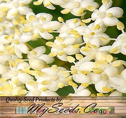 Big Pack - (1,000) American Elderberry Seeds - Sambucus Canadensis - Non-GMO Seeds by MySeeds.Co (Big Pack - Elderberry)