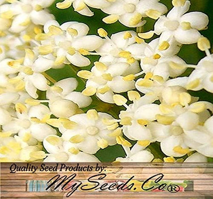 Big Pack - (1,000) American Elderberry Seeds - Sambucus Canadensis - Non-GMO Seeds by MySeeds.Co (Big Pack - Elderberry)