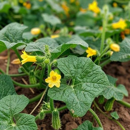 Park Seed Variety of Cucumber Seeds, Planting Cucumbers, Vegetable Seeds, Easy to Grow, Non-GMO, Perfect for Harvesting, Double Yield, Pack of 30