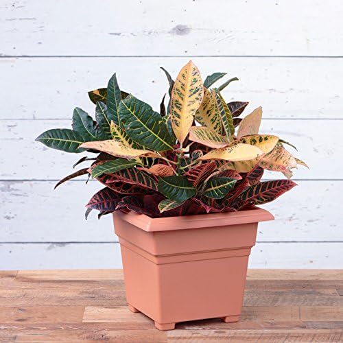 Root & Vessel, 203068 Countryside Square Tub Planter, Terra, 14-Inch