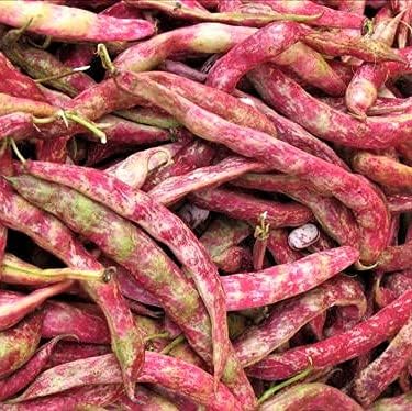 Taylor Dwarf Horticultural Bush Bean Seeds - 100 Count Seed Pack - A True Classic with Beautiful Color and Texture, a Must Have in Any Garden - Country Creek LLC
