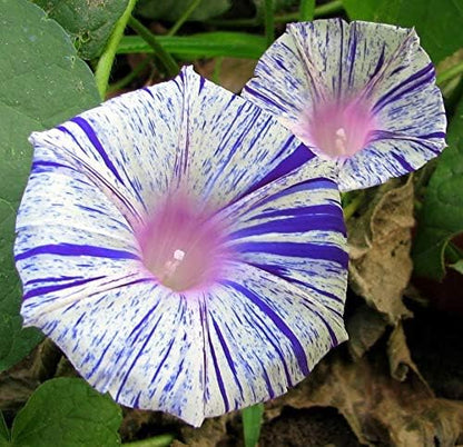 Seeds Morning Glory Harlequin Mix Annual Flowers