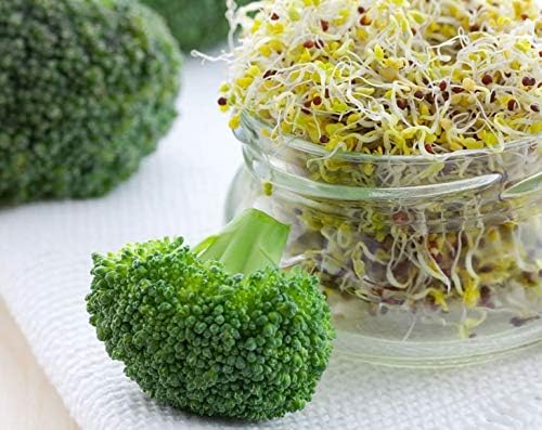 Food to Live Broccoli Seeds for Sprouting, 1.5 Pounds – Vegan, Kosher, Sirtfood, Bulk. Rich in Sulforaphane, Vitamin C, Vitamin A. Great for Growing Sprouts, Microgreens. High Germination Rate