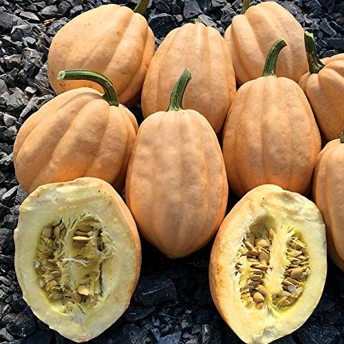 Park Seed Baked Potato Winter Squash Seeds – Nutty-Flavored Acorn Variety, Compact Bush Plant, Rich Tan Color, Heirloom-Quality Squash for Fall Cooking & Roasting, Pack of 20, 105 Days to Maturity