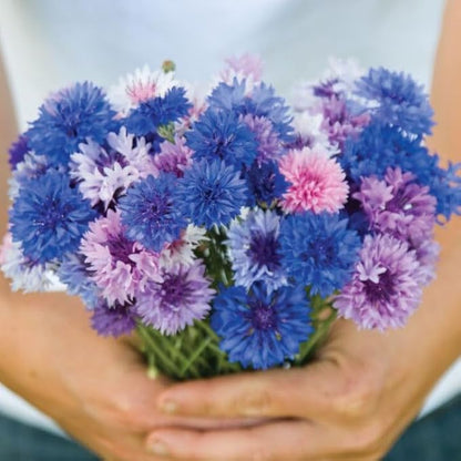 TomorrowSeeds - Cotton Candy Mix Tall Bachelor Button Seeds - 3000+ Count - for 2026 Planting Centaurea Multicolor Heirloom Tall Cornflower Flower Bouquet Edible Boutonniere Basket Corn Grow Your Own