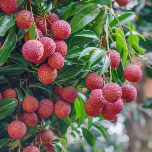 20 Giant Lychee Seeds Exotic Fruit Heirloom Sweet Tropical Fruit Litchi Chinensis Seed